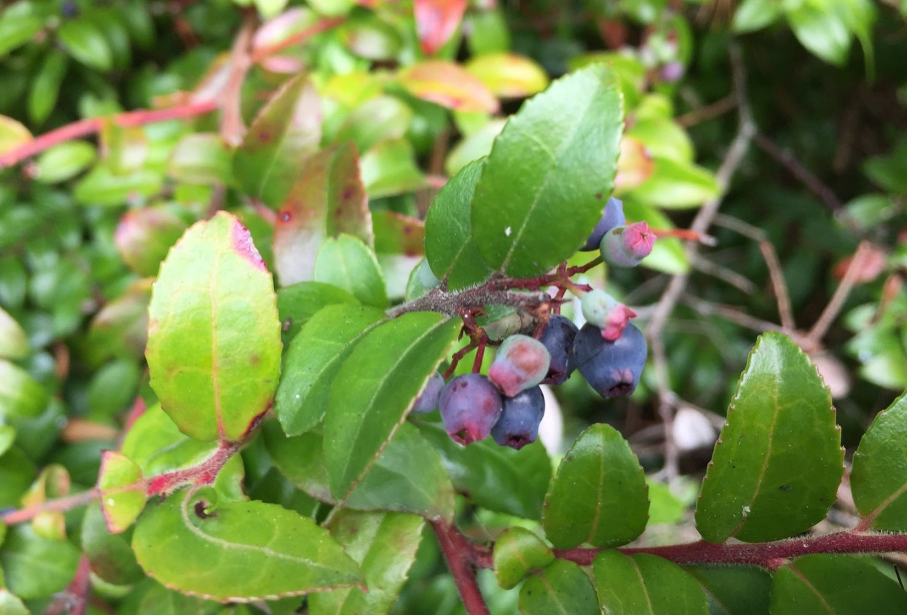 Live Huckleberry Plant, Vaccinium ovatum, 4-10″ Tall in 4″ pots, Edible Berries