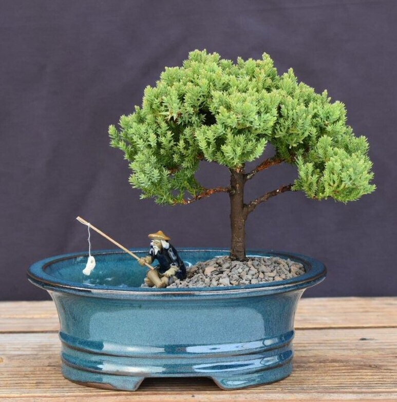 Upright Juniper Bonsai Tree Land/Water Pot 7″ H Juniper Procumbens Nana Outdoor