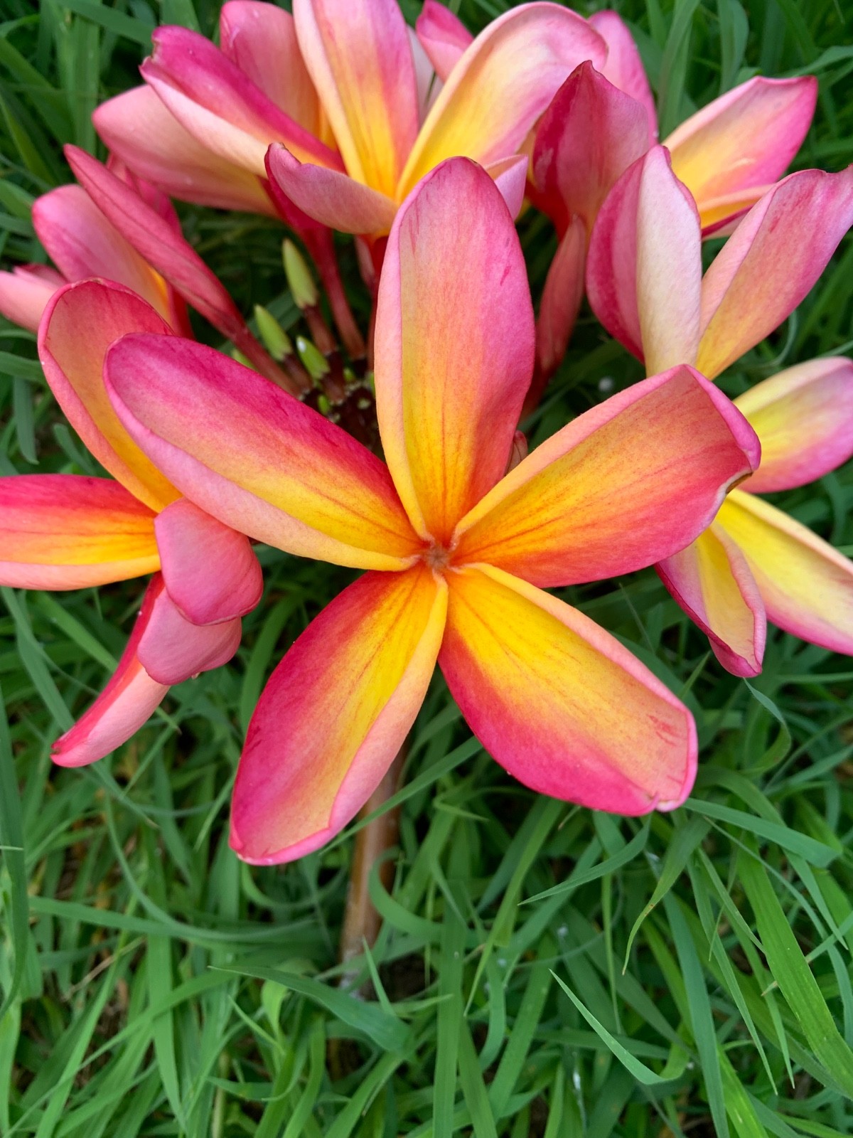 25 Plumeria cuttings, unrooted, grown in Maui, BRILLIANT YELLOW & PINKS