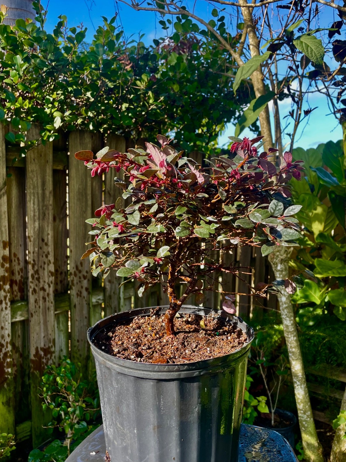 Daruma Dwarf Loropetalum chinese fringe Bonsai Style Tree 6 years