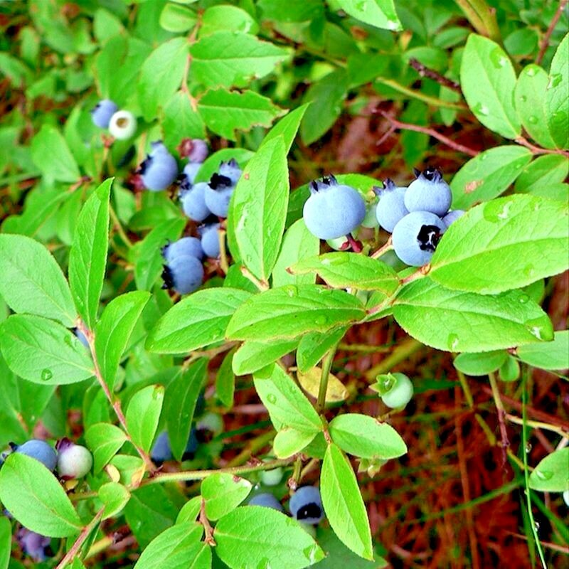 200+ EUROPEAN BLUEBERRY SEEDS BILBERRY RARE AUTUMN LOW BUSH SWEET DELICIOUS USA