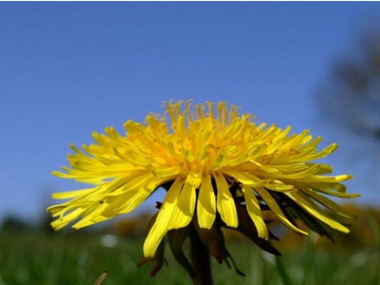 .284g/Over 500 Dandelion Seeds, Heirloom NON-GMO, Fresh Seeds for Your Garden
