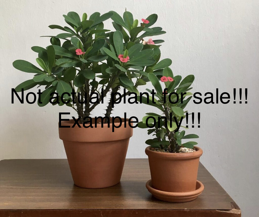 *SRI SANGTHONG*Crown Of Thorns-Euphorbia Milii*CHRIST PLANT**STARTER PLANT