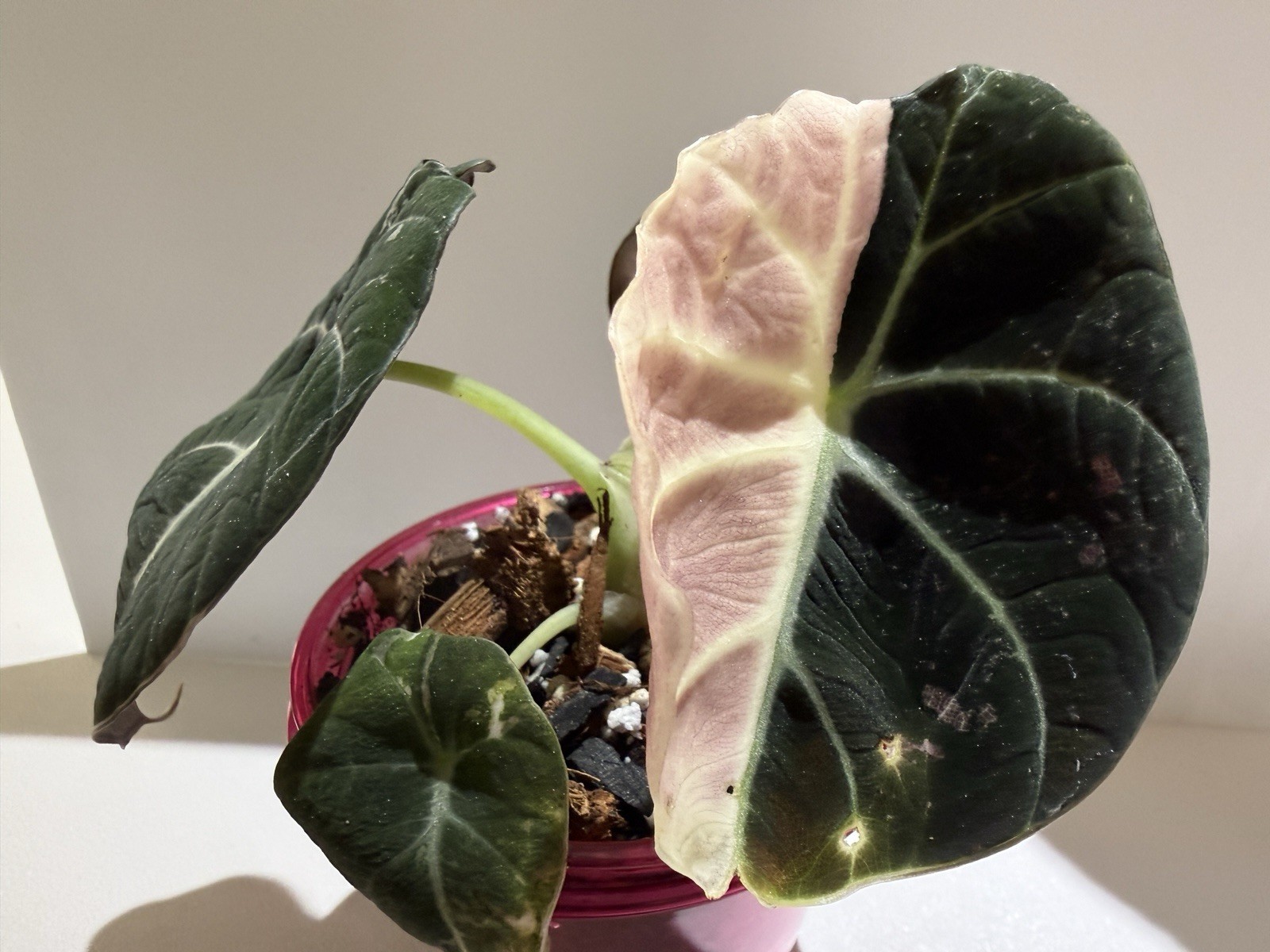 Alocasia Pink Black Velvet
