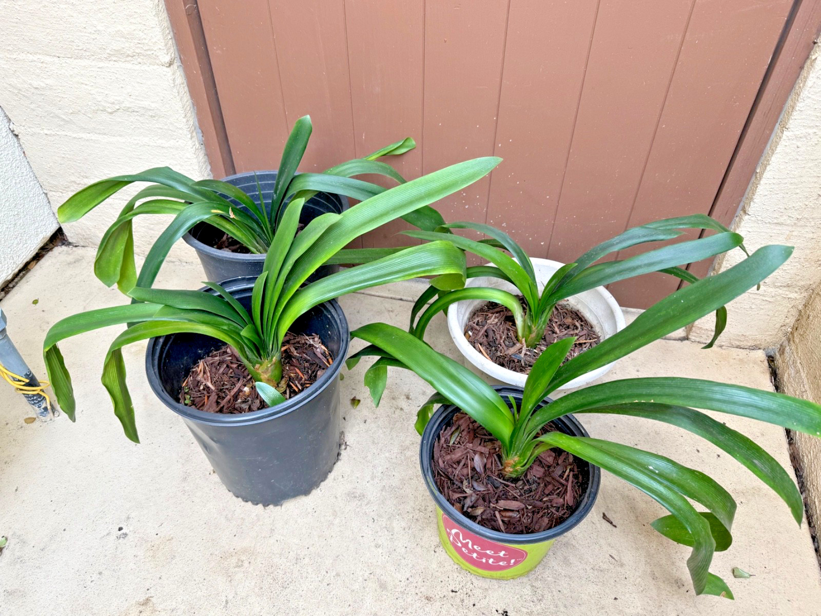 2 Pack /Rooted – Clivia Miniata Plants, Bush Lily, Orange Flowers, 10-13 Leaves