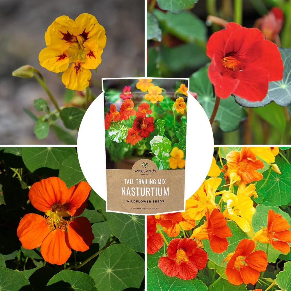 Mixed Color Nasturtium Seeds NonGMO Bulk Quarter Pound 900+ Open Pollinated