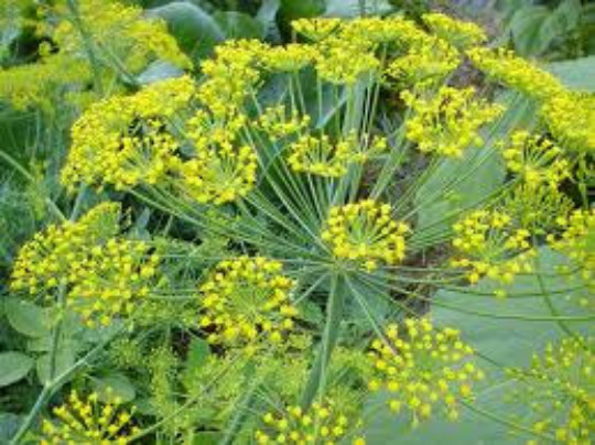 DILL SEEDS, 100, Anethum Graveolens, Culinary Herb, Flower Essence Plant