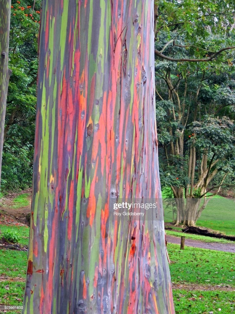 Rainbow Eucalyptus Tree Seeds