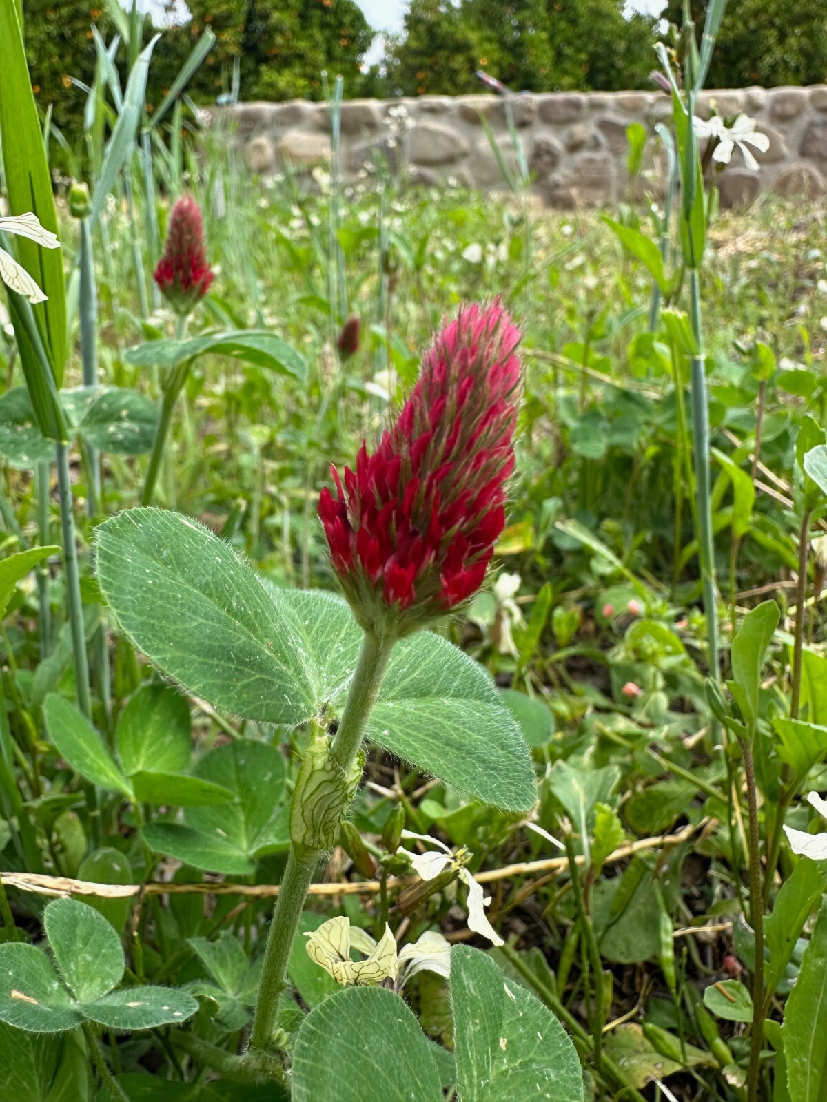 Italian Crimson Clover Seeds for Planting: Certified Organic Bulk Seed Packet