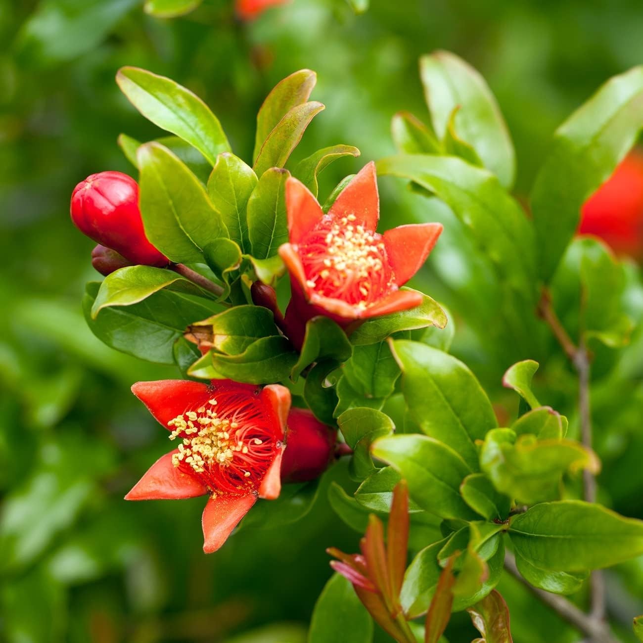 Exotic Russian Pomegranate Dwarf Tree: Cold Hardy with Air Purification Benefits