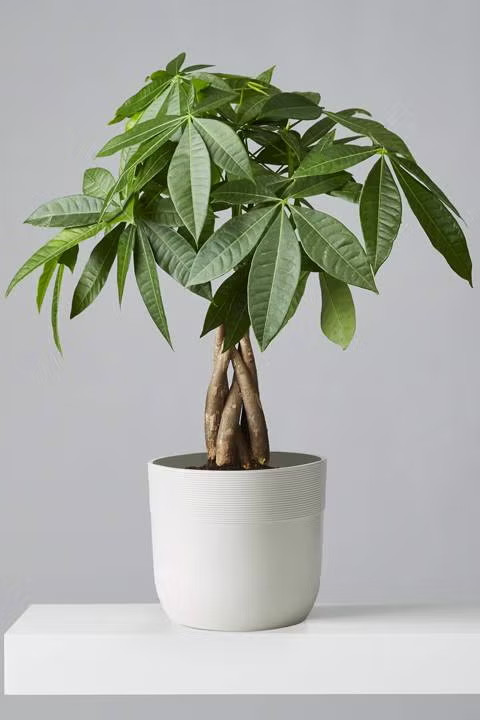 Braided Pachira Aquatica (4″) Live Money Tree Plant Indoor Houseplant