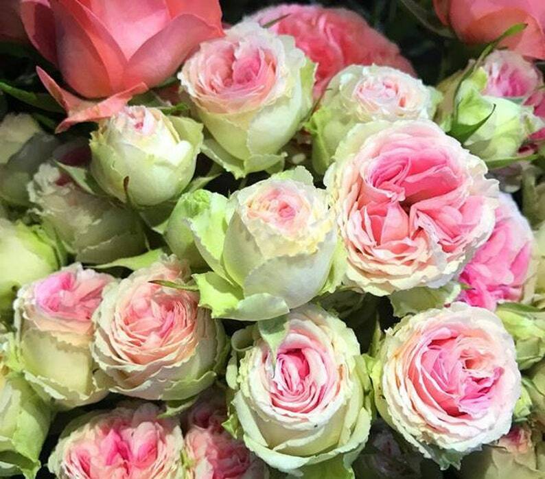 10 Pink Green Rose Seeds Flower Bush Perennial Shrub Flowers Seed 1266 US SELLER