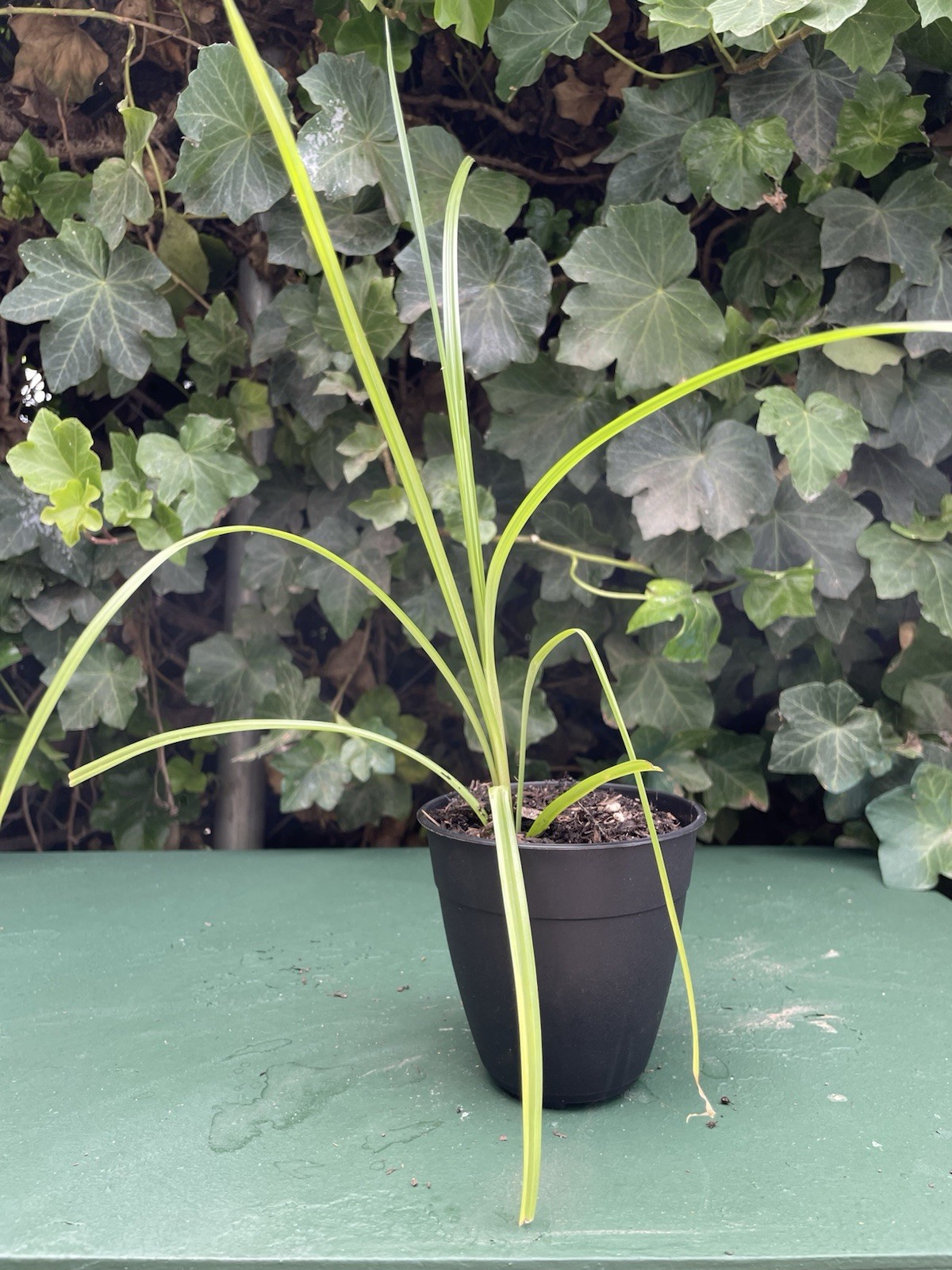 Umbrella Plant Grasslike Indoor/Outdoor