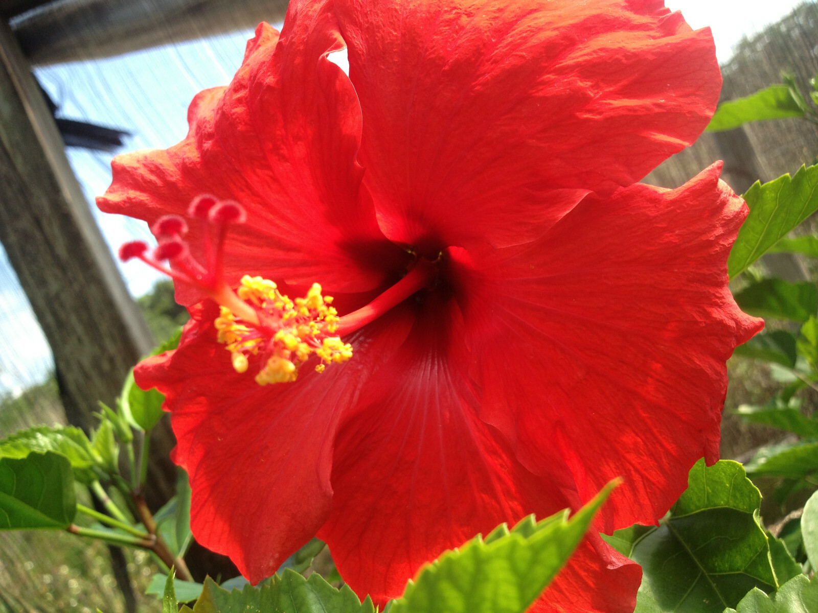 HAWAIIAN RED HIBISCUS PLANT CUTTING 2 – 4 Inches long Unrooted