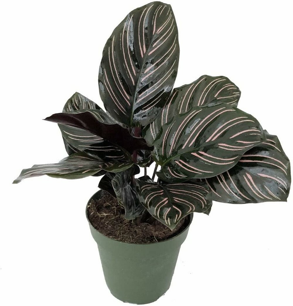Calathea Pin Prayer Stripe Ornata Extremely Easy Grow Indoor Live Plant 2.5″ Pot