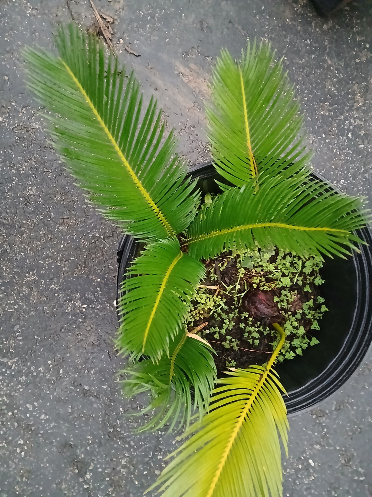Live Sago Palm Tree Live House Well Semi Bare Root Plant
