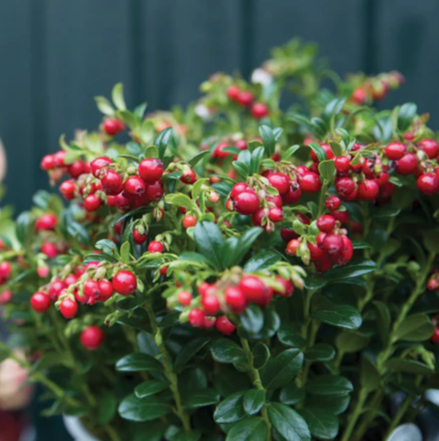 Lingonberry ‘Red Candy’ – Compact Edible Ground Cover – Fruiting Shrub