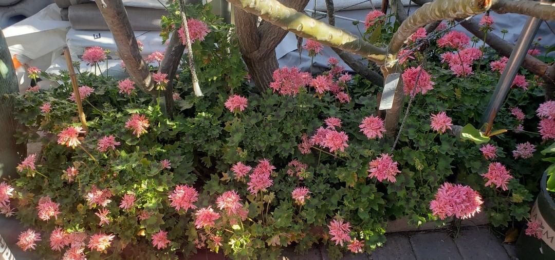 rare Pink Flowering Geranium Outdoor rare Plant Spring Summer