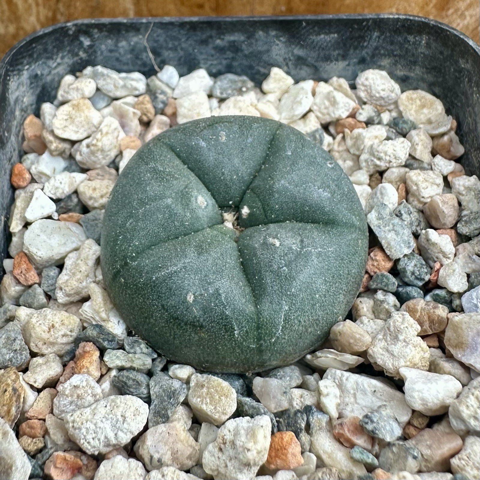 copiapoa ariocarpus aztekium cactus LIMITED “Hogg” Seed Grown USA