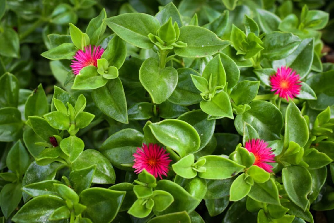 APTENIA CORDIFOLIA ‘HEARTLEAF ICEPLANT’, ‘BABY SUN ROSE’, ‘RED APPLE’ Plant