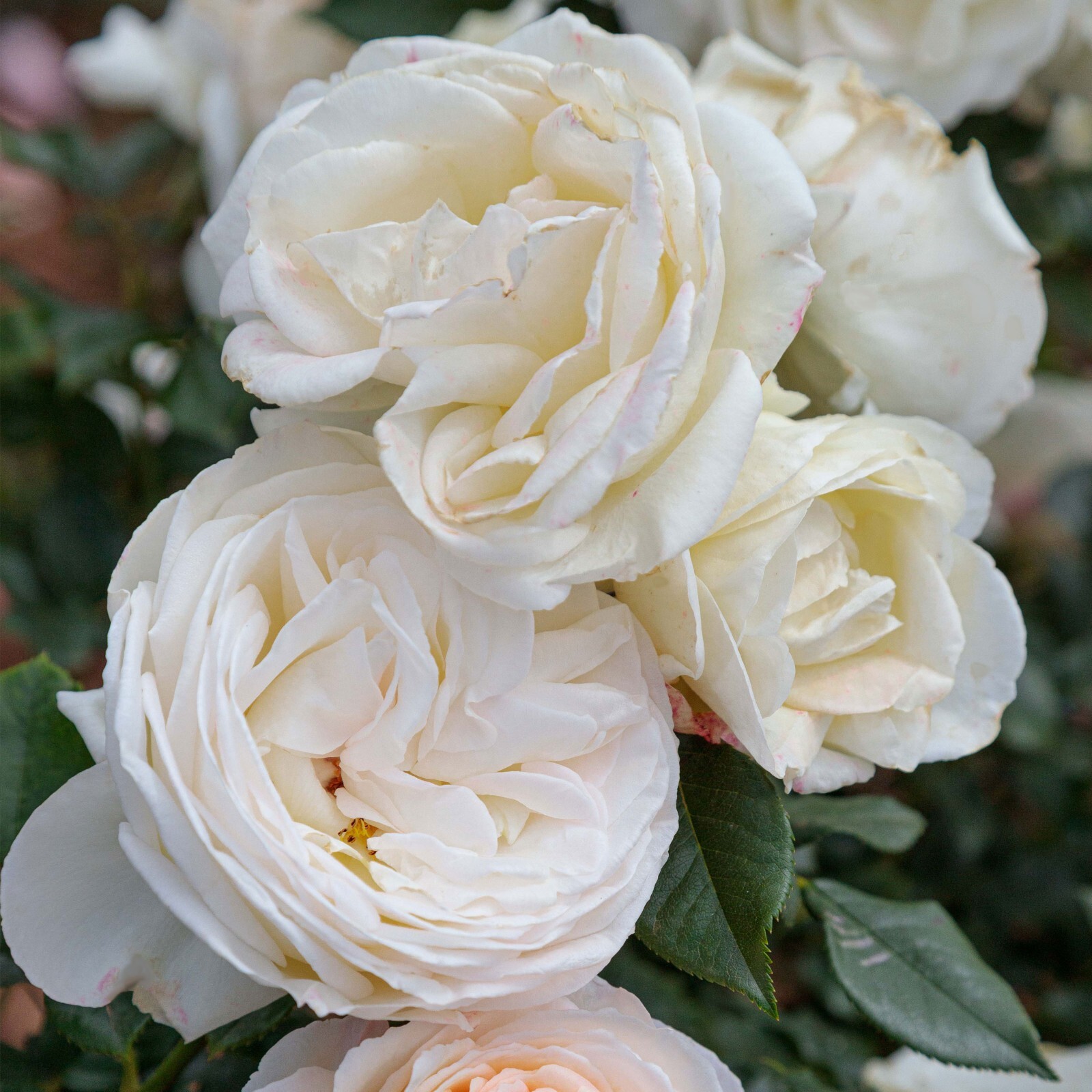 Top Cream Rose Plant 1.5 Gal Pot Very Fragrant Creamy White Flowers 100+ Petals