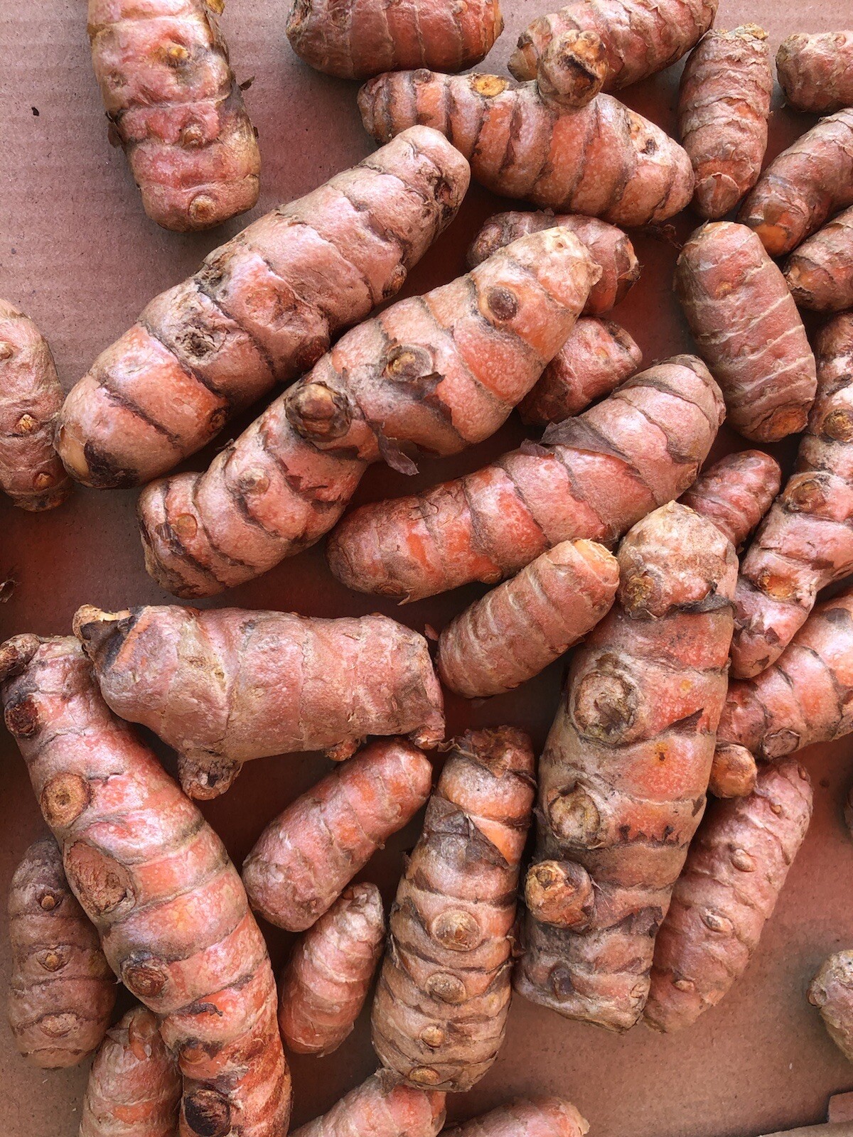 5 PCs Turmeric Roots Curcuma Longa Ready To Plant
