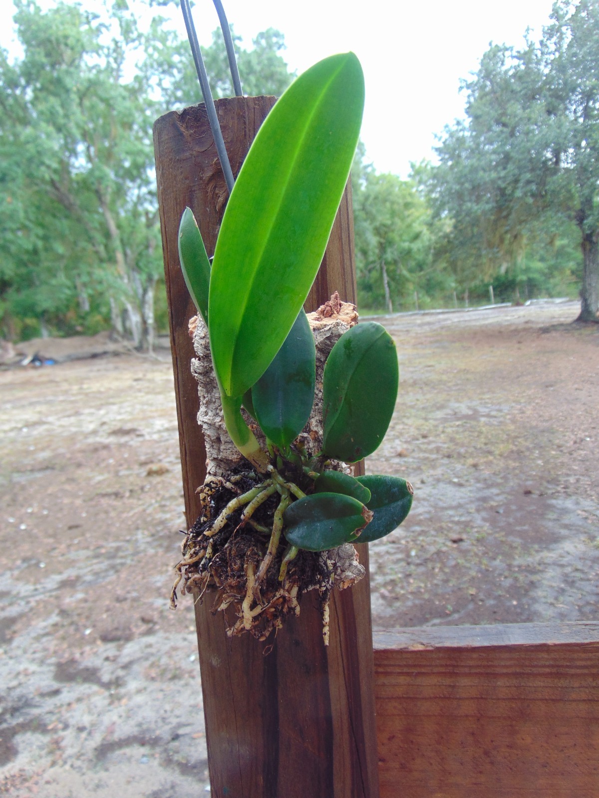 Blc. Cornelis’ Love Mounted cork bark NICE PLANT