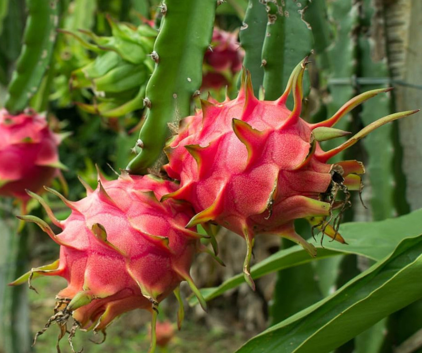 Red Dragon Fruit Plant – 9-12″ Tall – Quart Pot – Tropical Cactus Fruit Plant