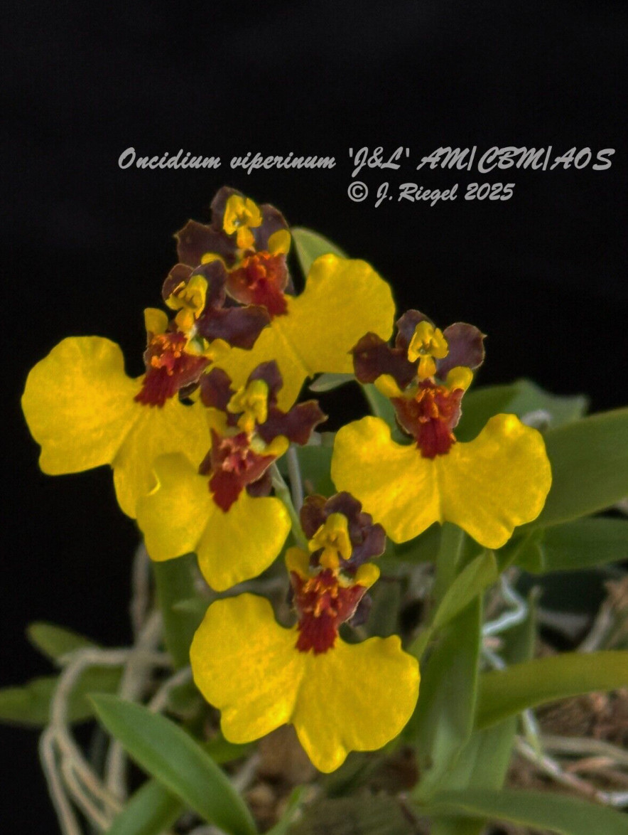 Oncidium viperinum ‘j&L’ AM/CBM/AOS (syn Gomesa viperina ) Orchid Species MT