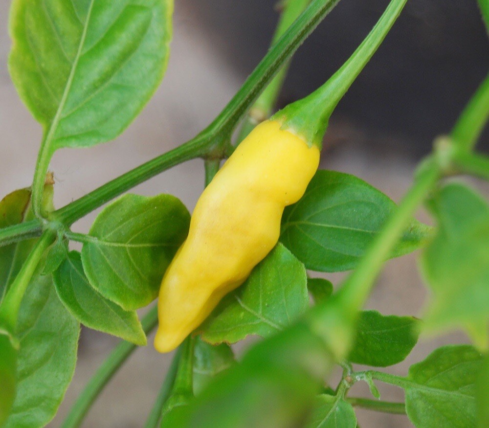 (10) Aji Pineapple Hot Pepper Seeds plants