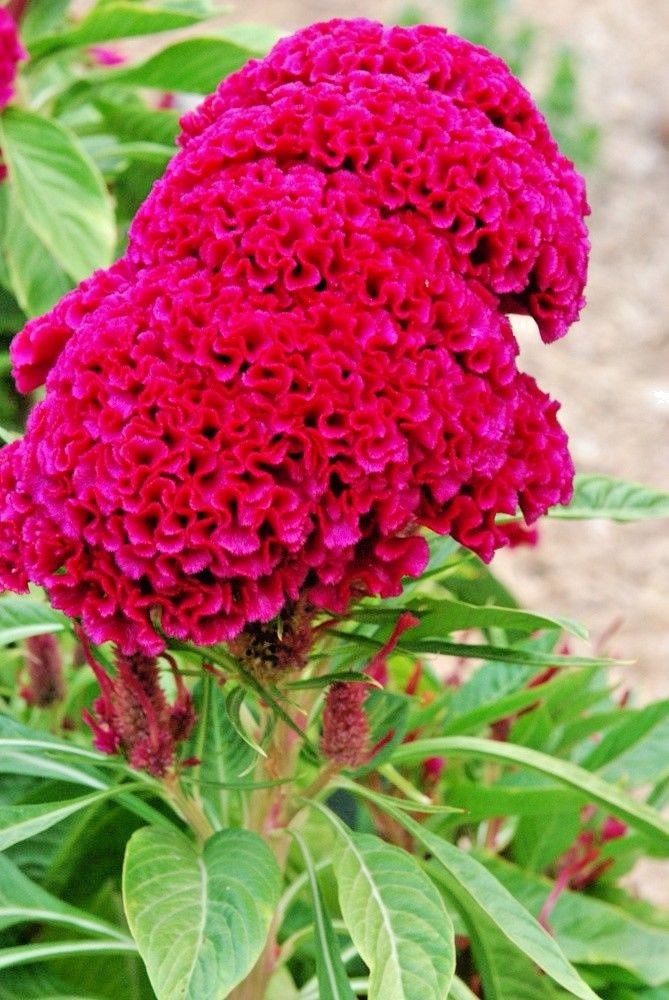 GIANT FLUORESCENT NEON RED COCKS COMB COCKSCOMB / 4 – 5 FT STALKS WITH HUGE HEAD