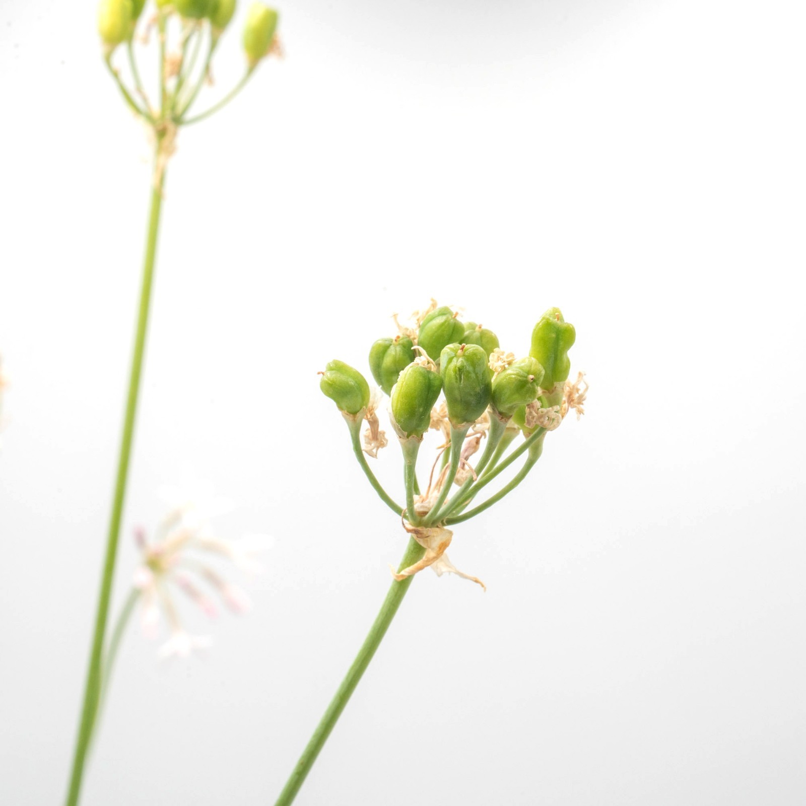 Society Garlic in 2.5” Nursery Cubes (Tulbaghia violacea) | Live Starter Plants