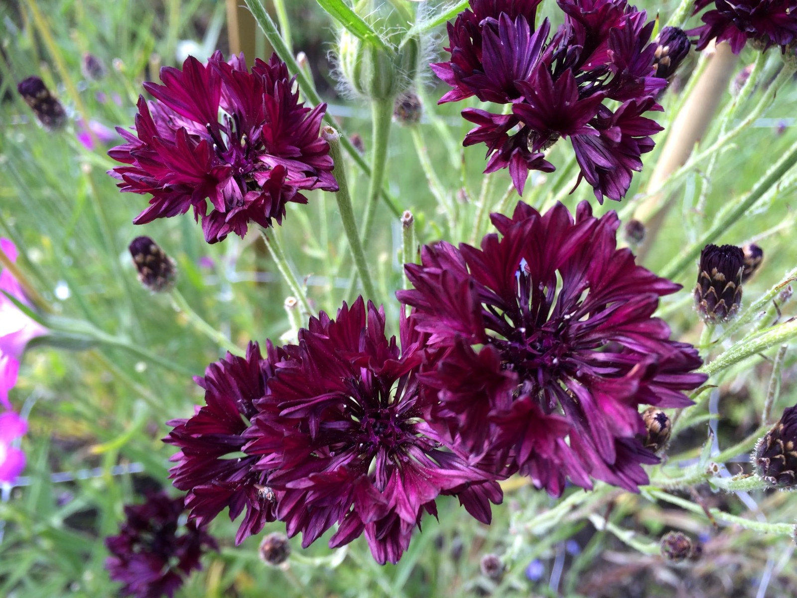 Black Ball Bachelor Button Seeds – 1000+ Count, Purple