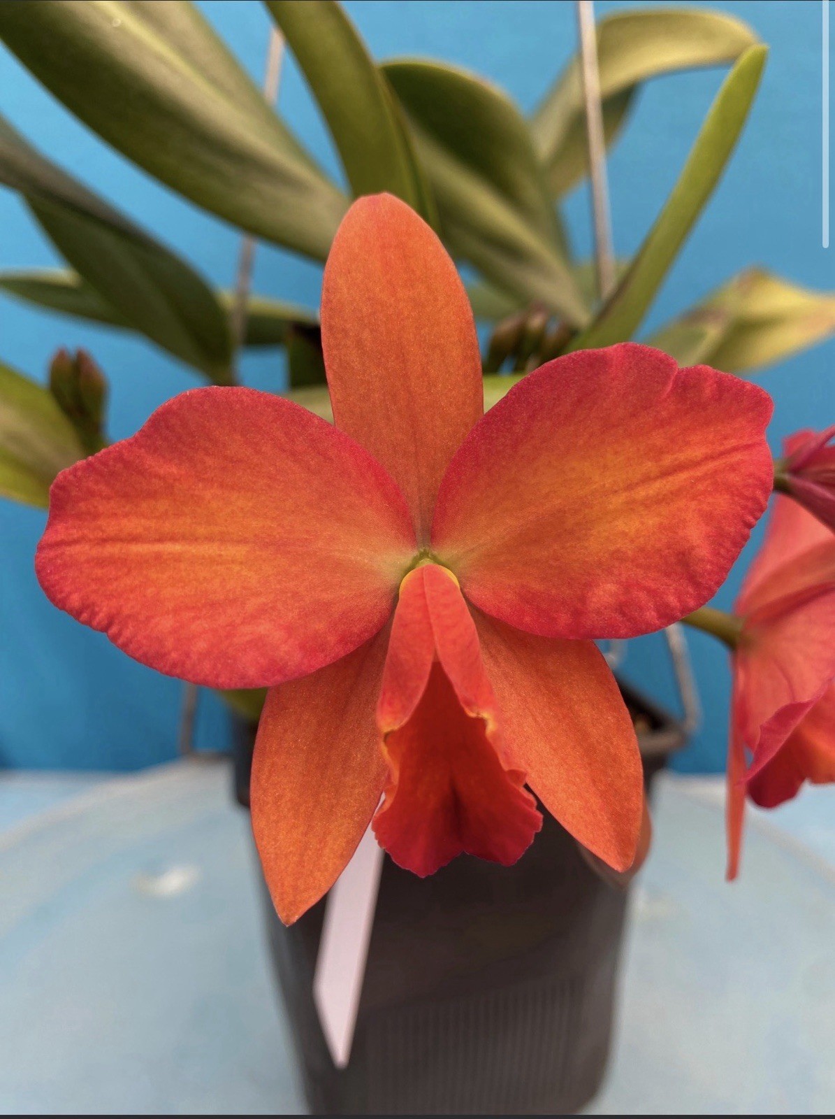 Cattlianthe Miracle Of Mine ‘O.E.’ AM/AOS Orange Yellow BS Orchid Eros 5.5” Pot