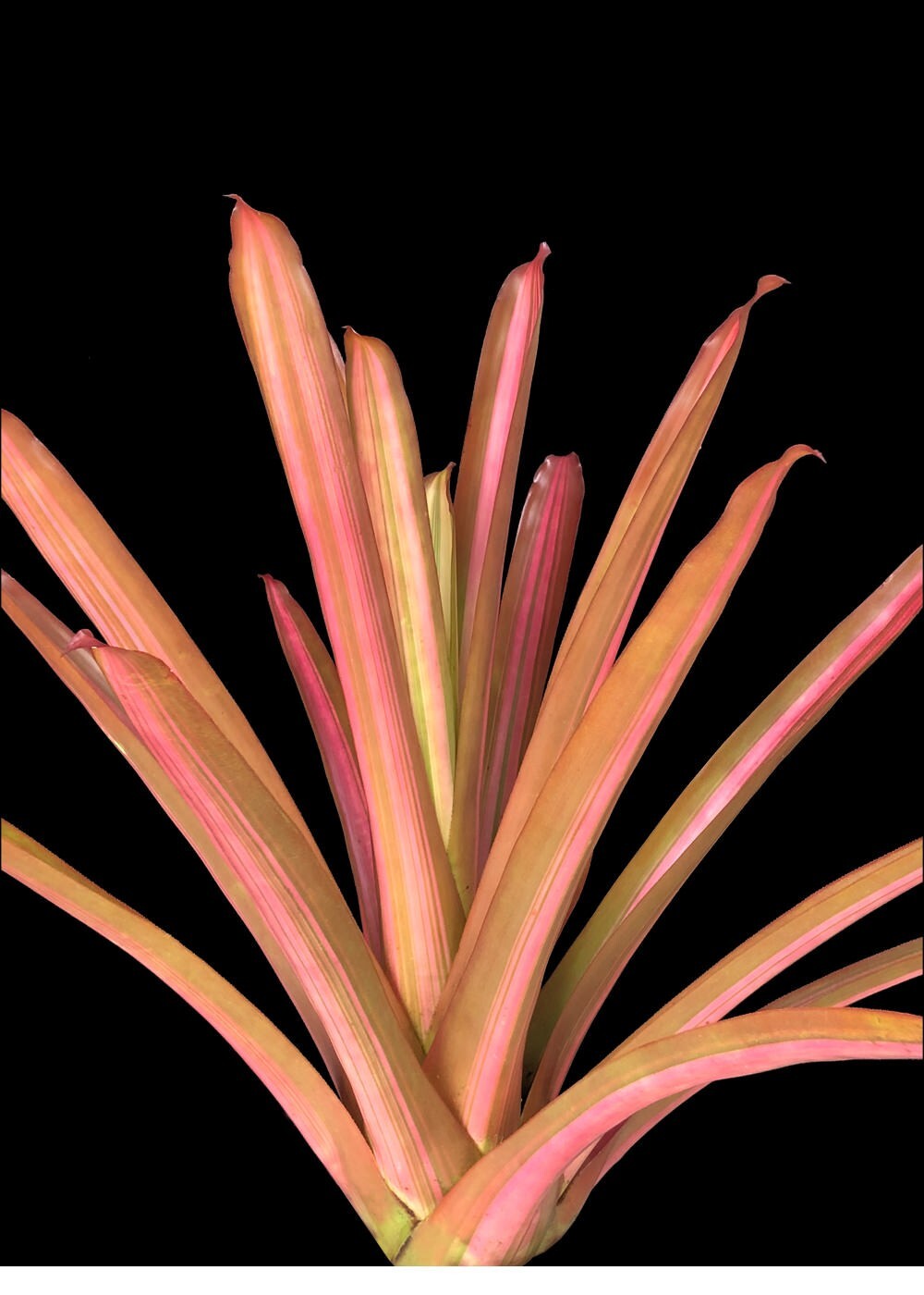 Bromeliad Aechmea Blanchettiana Variegated 9″ Pot – Live plant