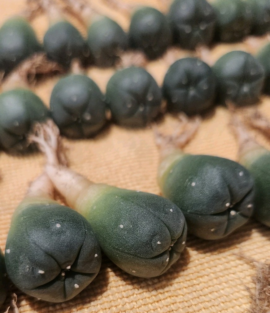 Rare Spineless 5 Ribbed Astrophytum Button + Pot, Soil, Care Guide, and more!