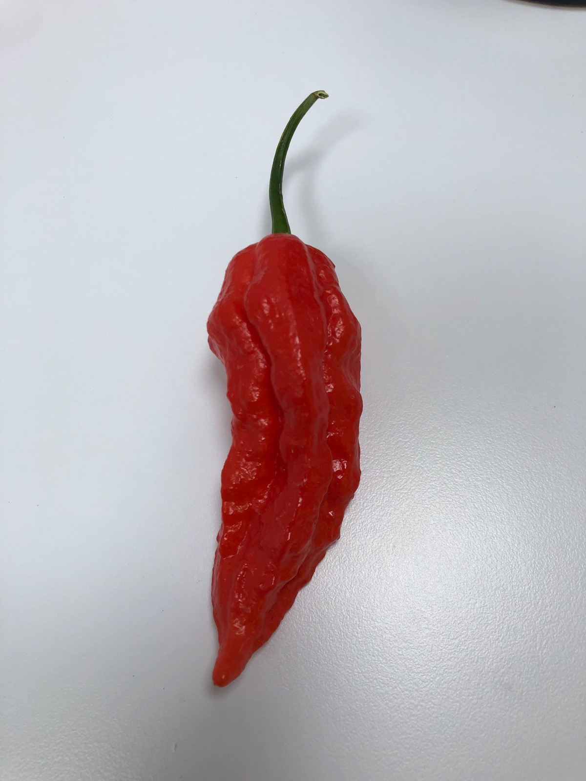 Ghost Pepper *HOT Pepper* Live Plant- Seedlings and Plants- 3″- 12″ tall- 30-60