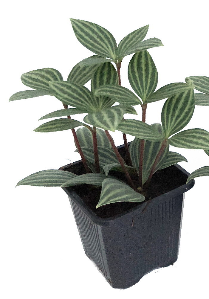 Parallel Peperomia puteolata – 2.5″ Pot