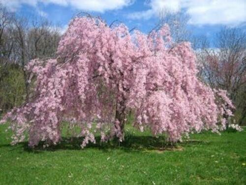 Live Japanese Pink Weeping Cherry Tree Strong Rooted Plants