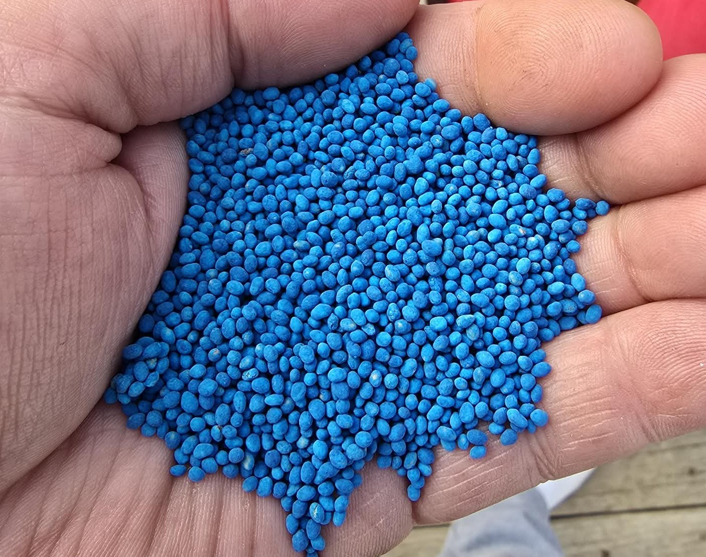 5000+ CRIMSON RED CLOVER SEEDS —– COVER CROP — NON GMO —- COATED / TREATED