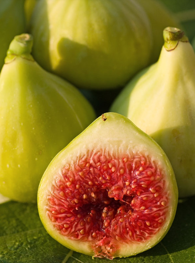 Live Green Ischia Fig Plant – 5–9″ Tall – No Pot – Sweet Edible Fruit