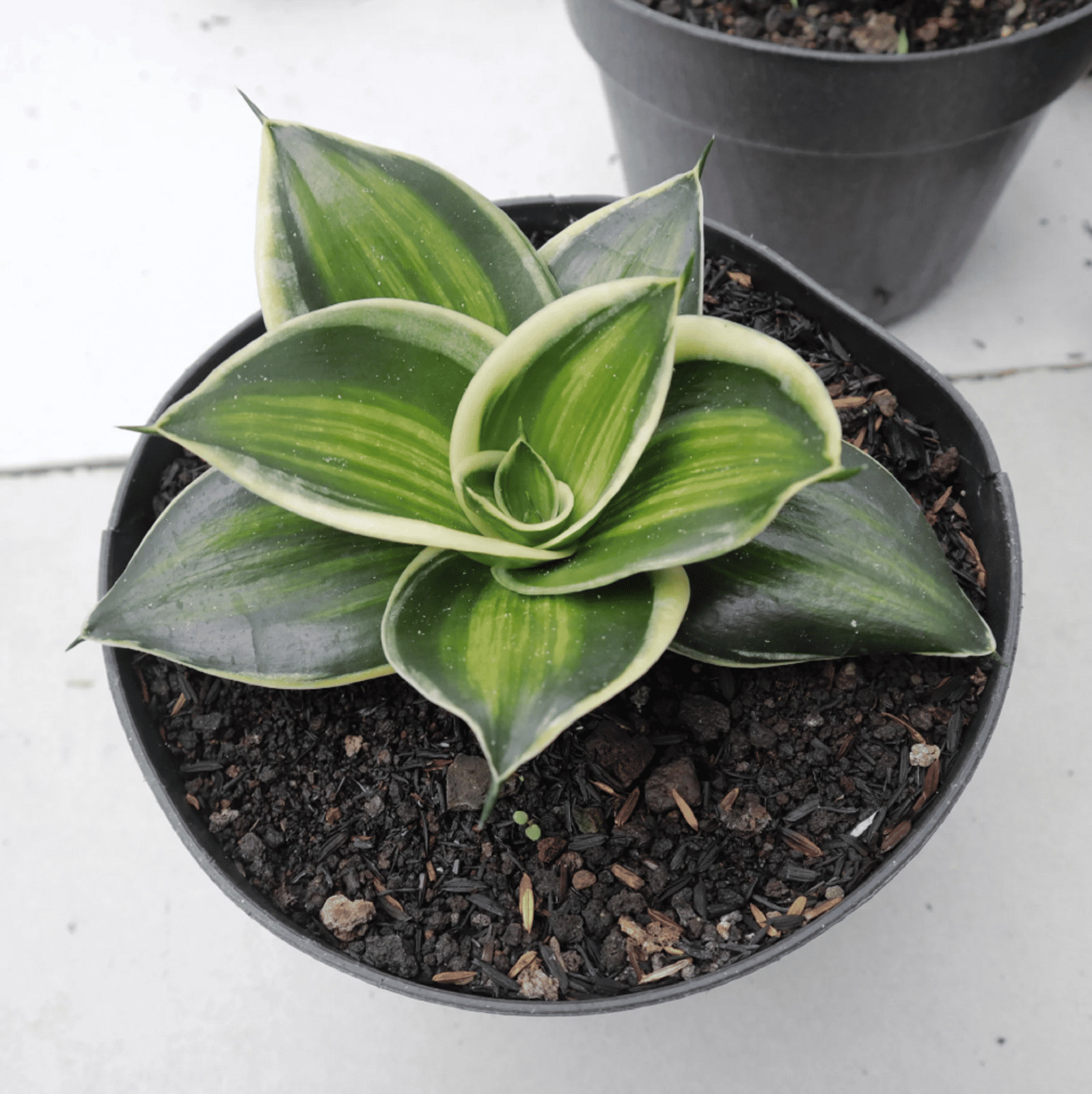 Sansevieria Jade Dwarf Variegated Striata unyil Rare Uniqe Snake Plant