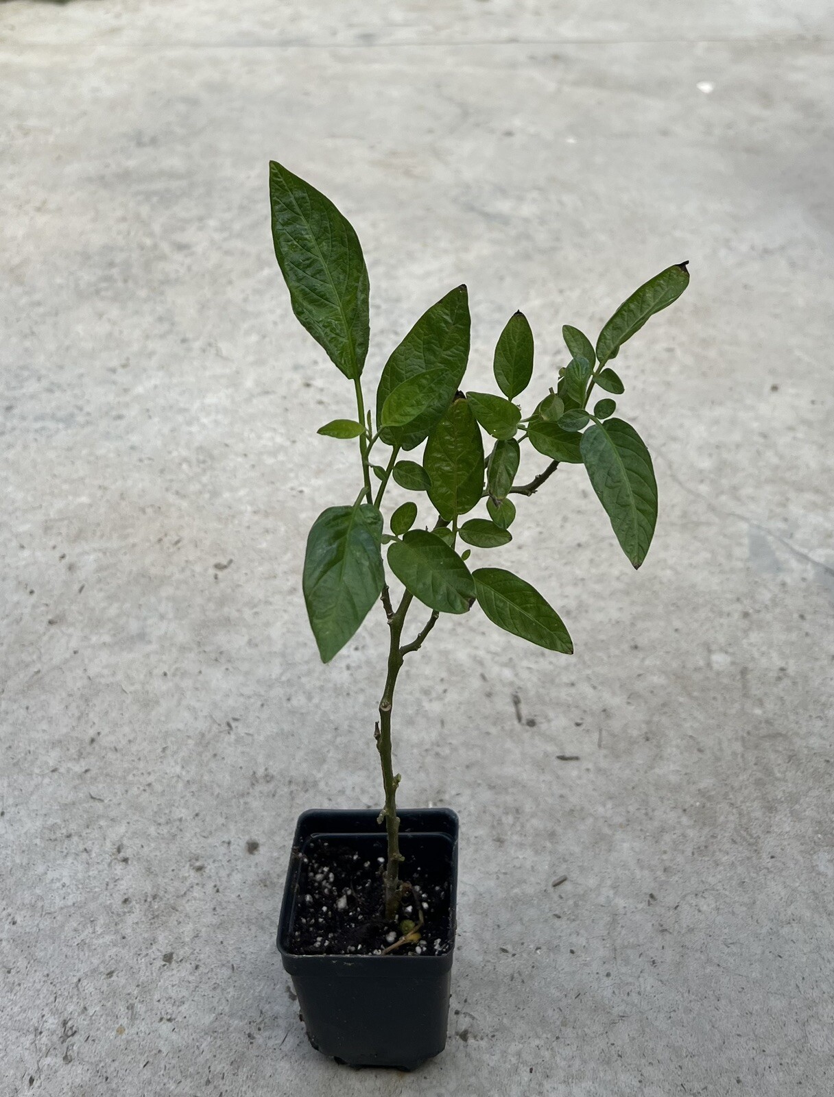 1 Pepino Melon Plant With Pot 10” 人參果 Golden Sweet Ginseng Fruit Plant
