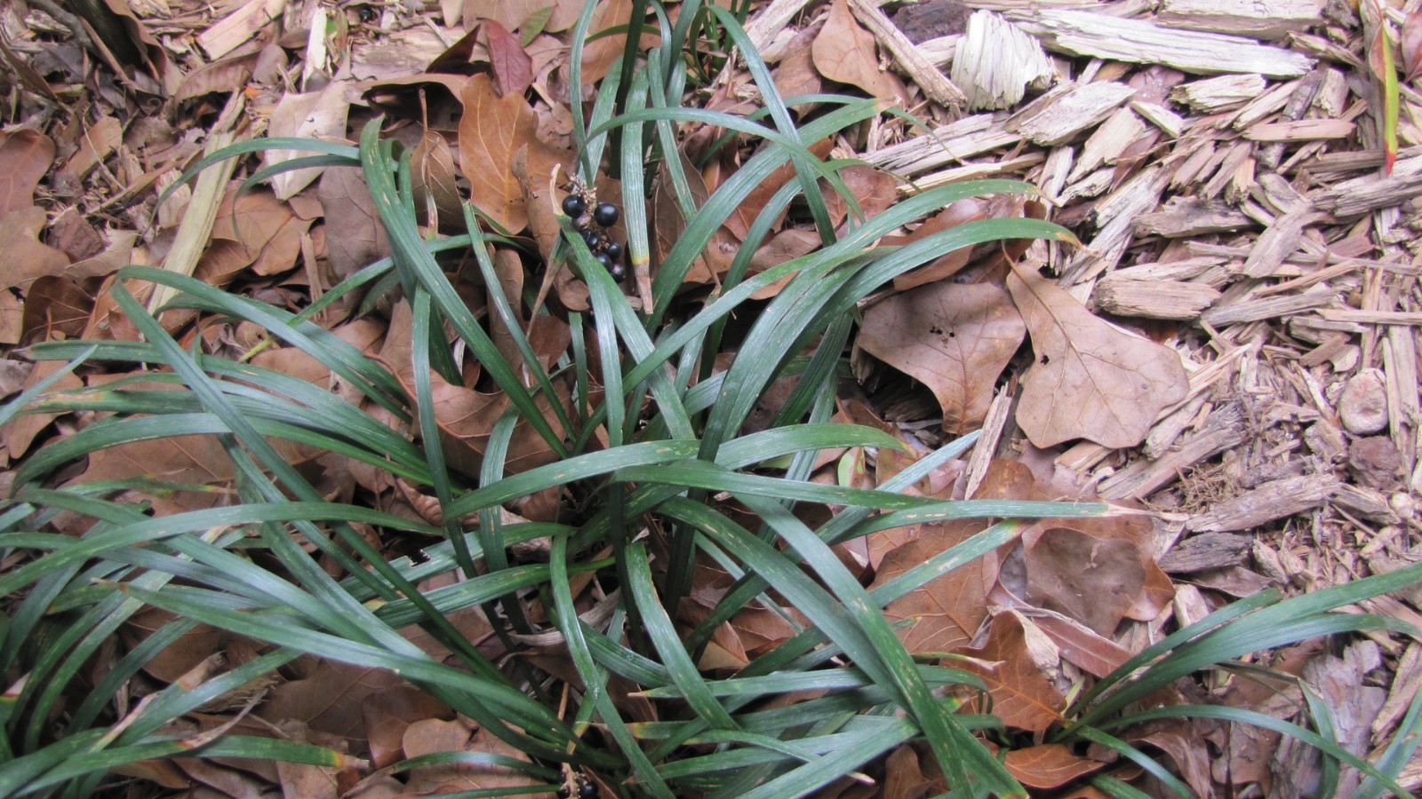 Liriope muscari 100 Bare Root Plants w/ planting instructions.