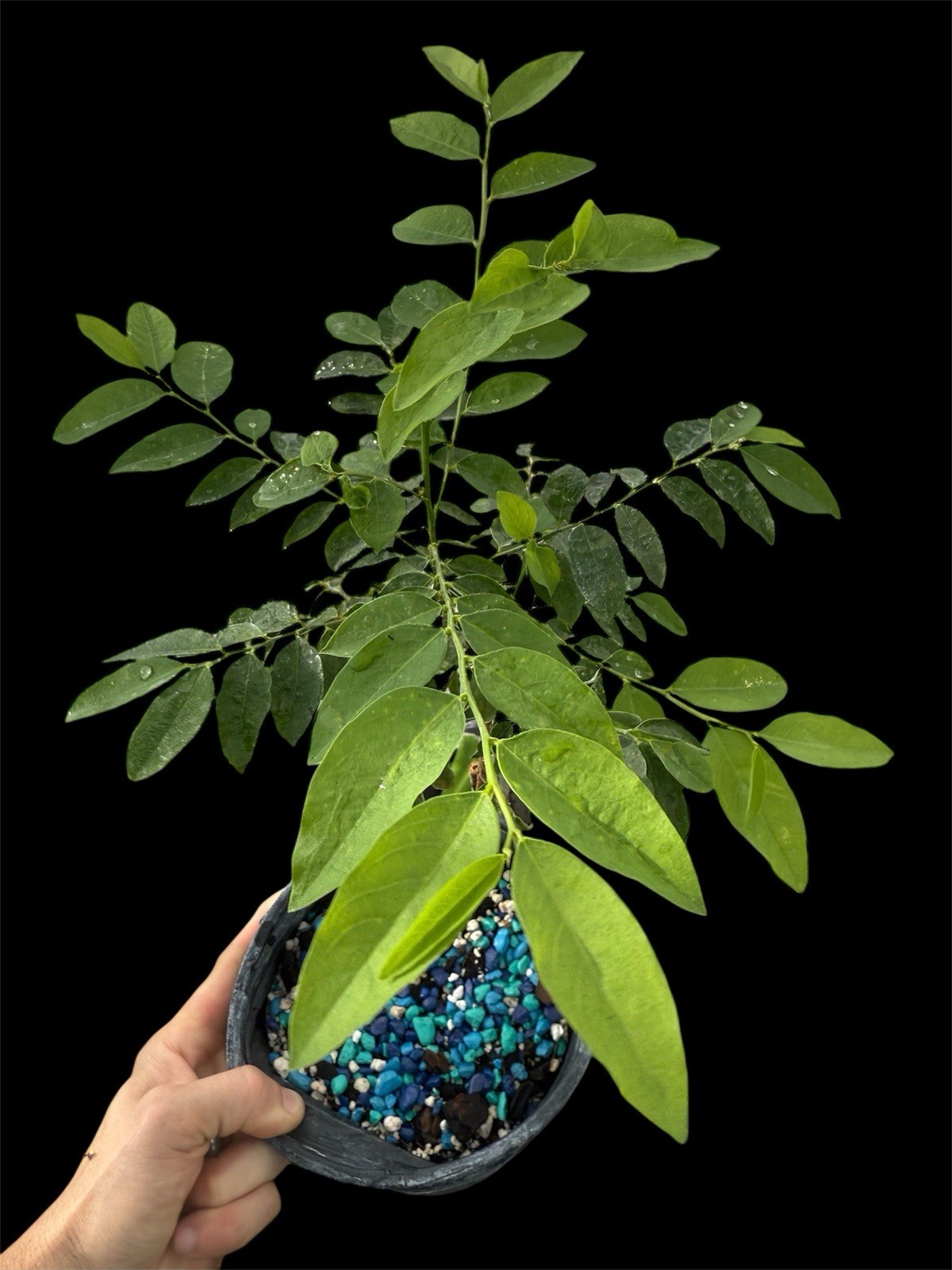 Moringa Oleifera Miracle Tree 8–12” Live Rhizome Cutting Organic Superfood Plant