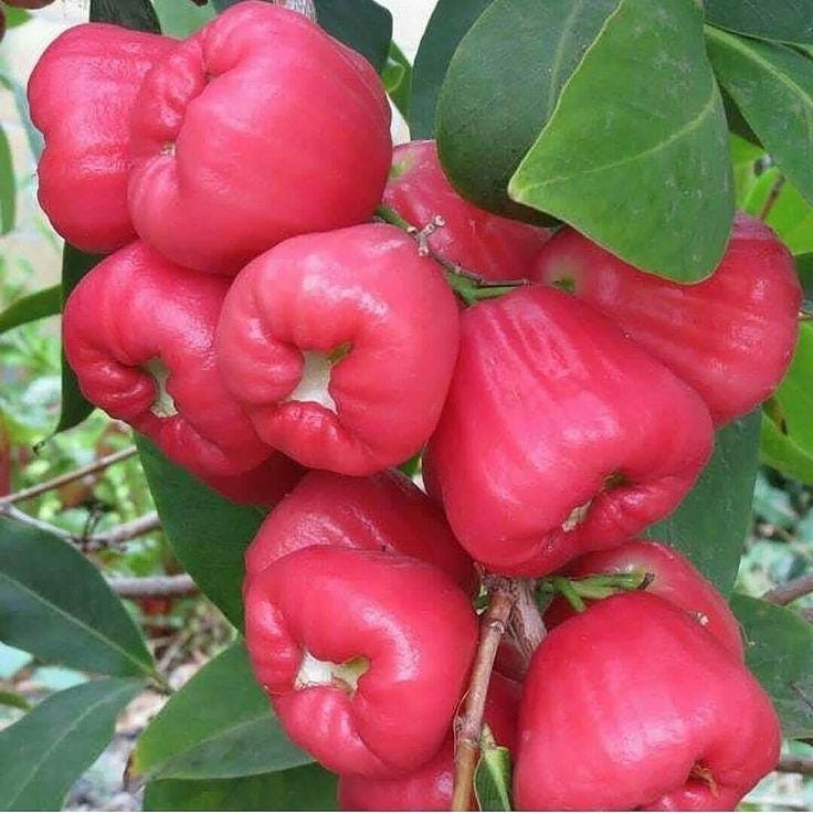 Red Rose Apple Live Tree 12-18 in Syzygium jambos Tropical Fruit Plant