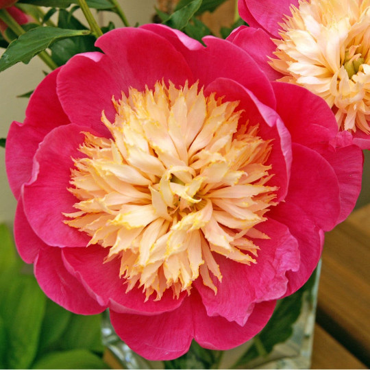 Peony/paeonia plant ‘Bowl of love’ 3/5 eye bare root Shipping Oct 2025