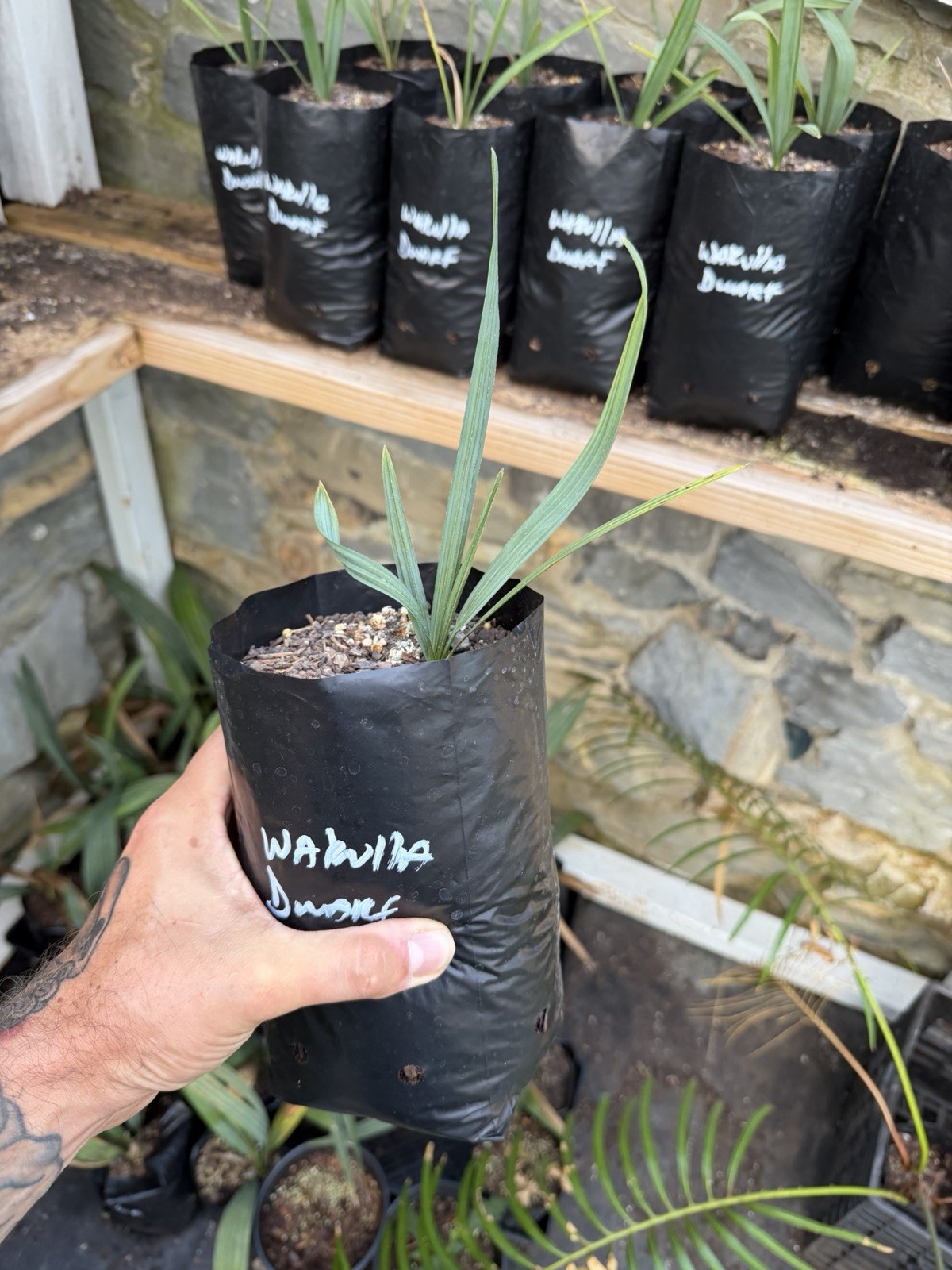 Sabal minor ‘Wakulla Dwarf’ – 1 Gallon Grow Bag – Rare Dwarf Cold Hardy Palm