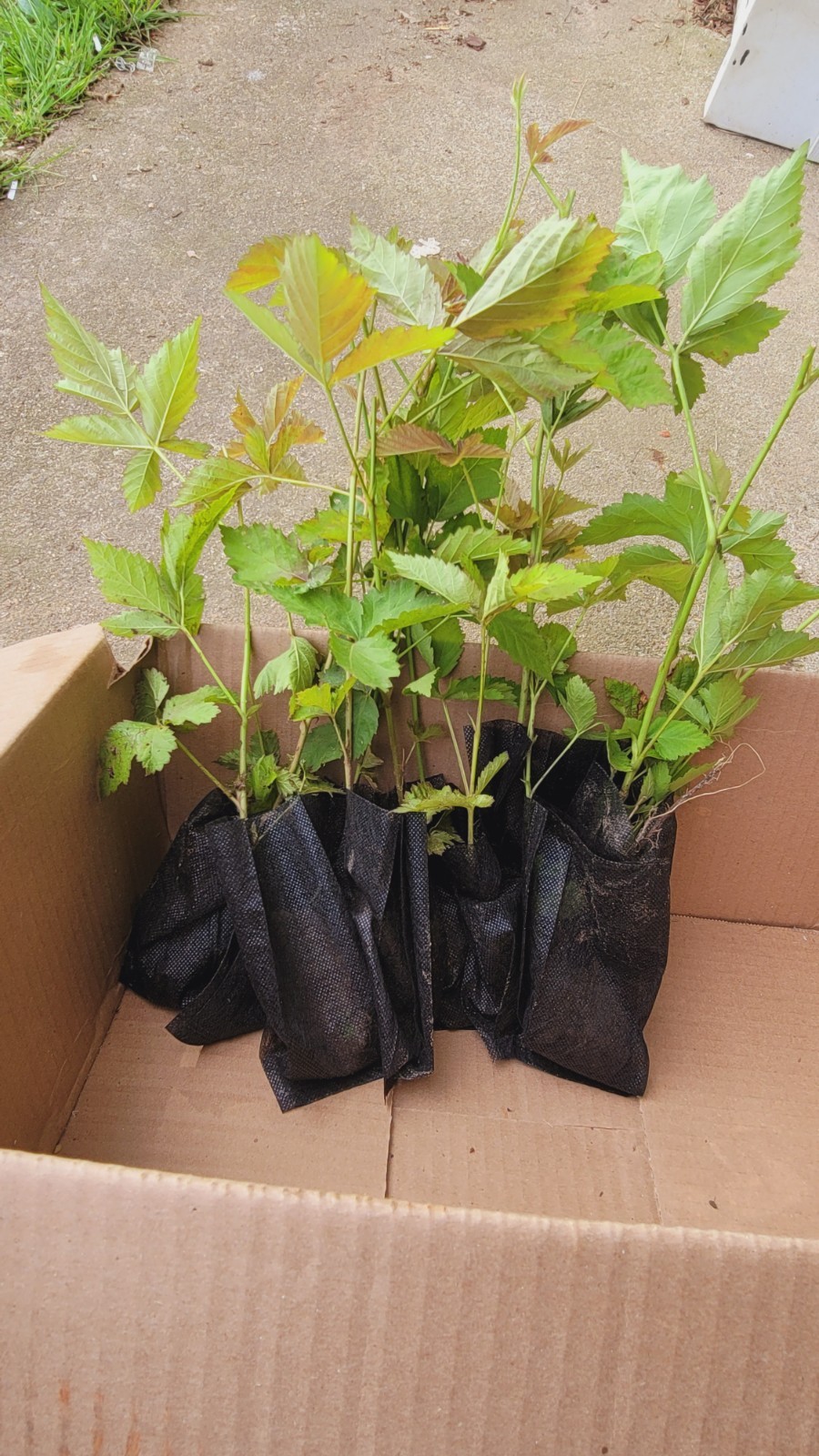 10pcs Dew Berry Black Berry Thorny Live Plants With Root 5″ To 10″