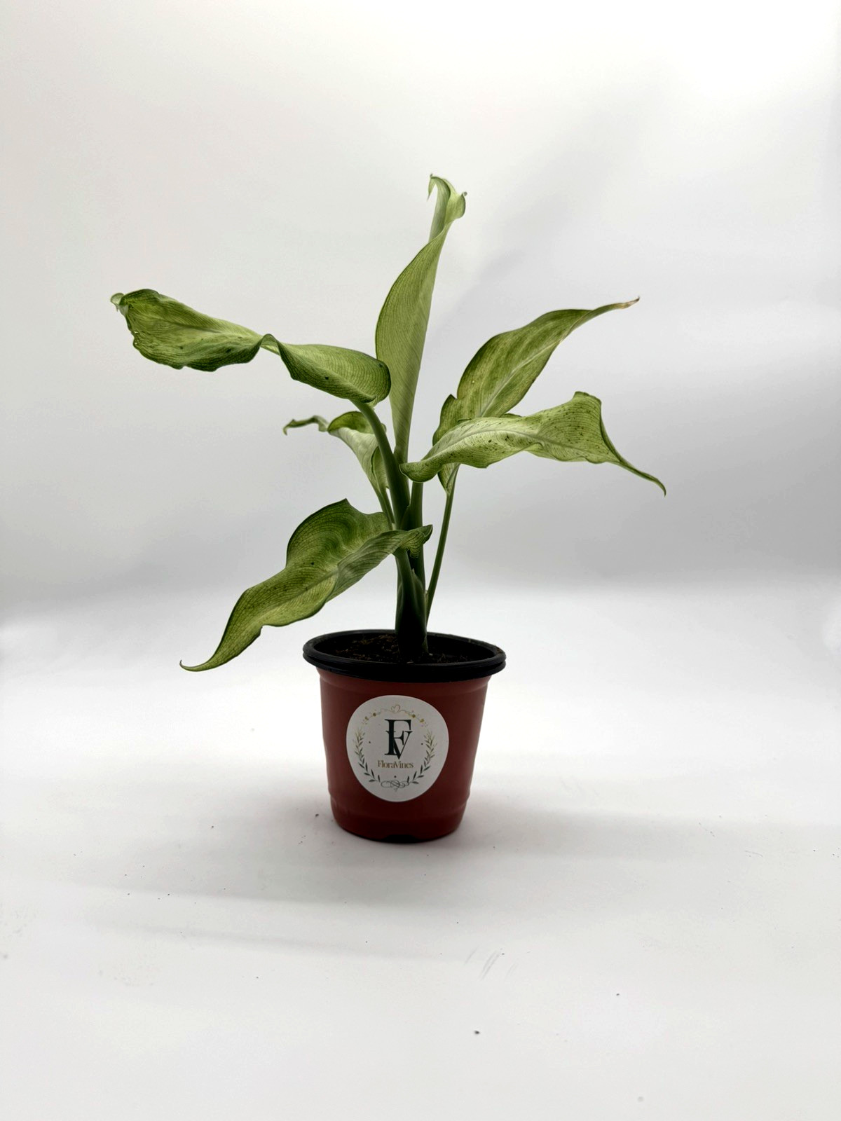 Dieffenbachia Camouflage Live Plant 4in Pot Rare Tropical Houseplant
